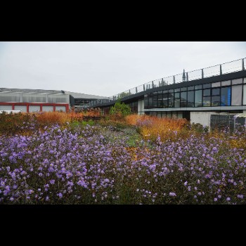 BIBLIOTHEEKTUIN - DENDERMONDE herfstbeeld (2)